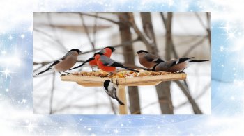 Акция «Покормите птиц зимой»